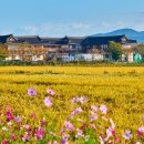 대경로 소나무 이미지