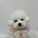 포그나개 이미지