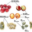 커피체리 이미지