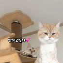 고양이미용&호텔 냥집사 이미지