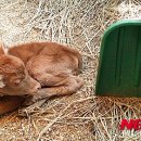 조산농장 이미지