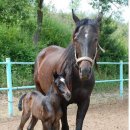 경상북도 축산기술연구소 이미지
