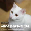 동물병원 Dr.정 | 용인동물병원 24시 사람앤동물메디컬센터 12살 고양이 건강검진 후기 준비사항
