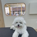 네추럴 그루밍 이미지