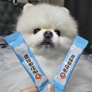 주식회사 허니웰스 | 하코유산균 펫 강아지 프로바이오틱