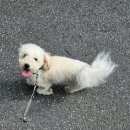 애견세상 | [강아지 클리핑 가격]상봉 꾸러미세상 애견미용