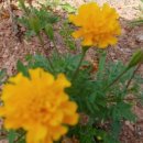 바다솔정원펜션 이미지