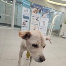 24시 공감365동물의료센터 이미지