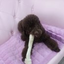 뷰티펫하우스 이미지