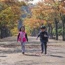 마로니에길 이미지