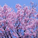 ♥&#34;다이닝야경 청주동남지구점&#34;청주 용암동 술집 요리주점 리뷰♥