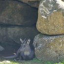 국립공원공단 국립공원야생생물보전원 북부보전센터 이미지