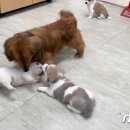 장군켄넬 이미지