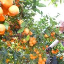 신효동-16 이미지