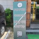 퍼피80 | 대구 동구 팔공산 애견카페 퍼피80 후기