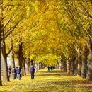 은행나무 이미지