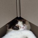 냥냥호텔 이미지