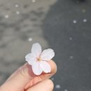 웅천공인중개사사무소 | 진해 외곽 꽃구경, 바다구경