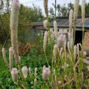 여우꼬리 이미지