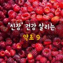약초와 건강 이미지