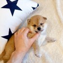 인천강아지분양 고양이분양 24시 데려가개 청라점 이미지