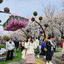 두대교사거리 | 2026 여의도 벚꽃축제 윤중로 봄꽃축제 포토스팟 푸드 후기