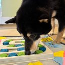 마이펫 강아지유치원 이미지