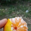 총각농장 이미지