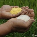 필리핀 황금쌀. 이미지