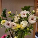 구레스시 이미지