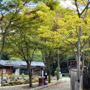 구룡정육점 | 강원도 원주 국립공원 캠핑장 [치악산 구룡야영장] 캠핑 후기
