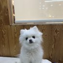 도도 그루밍 이미지