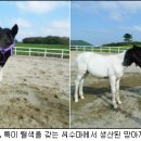 고정축산 이미지