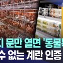 케이지 문만 열면 '동물복지'? 믿을 수 없는 계란 인증 이미지