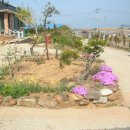 솔잎향기 이미지