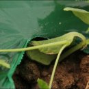 봉황농장 이미지