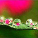 아침이슬 이미지