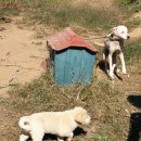 시골개 두 마리와 일주일 살기(3) - 평범하고 특별한 하루