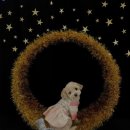 핫도그 반려견 유치원 이미지