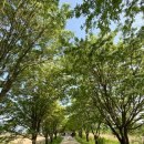 출렁다리 이팝나무길 이미지