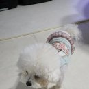 두테리어 | 펫테리어의 완성, 퍼핑매트 러그형 XL 강아지매트 사용 후기