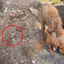 제주특별자치도 동물위생시험소 (동물보호센터) 동물병원 이미지