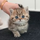 미유펫대구 강아지분양고양이분양(도그플러스동물병원) 이미지