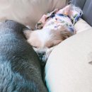 세이프독하우스 이미지