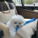 대구 근교 애견카페 :: 메종드댕댕 _ 내돈내산 솔직후기 (수영장O)