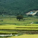 고향의맛 이미지