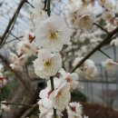 살구꽃공원 이미지