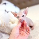 해피고양이분양 이미지