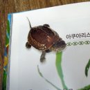 다루아쿠아 이미지