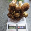 오늘채취한 A급 자연산송이버섯(가격인하) 이미지